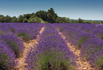 Fototapeta na wymiar Rows of lavender with blue sky. Plateau de Valensole, Provance, France