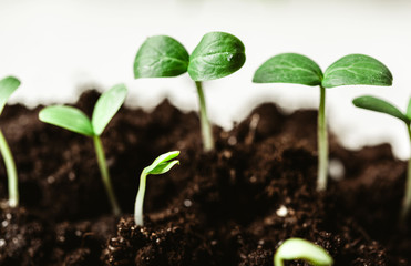 Young sprout in springtime,Closeup.