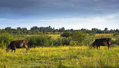 Cow grazing in the meadow