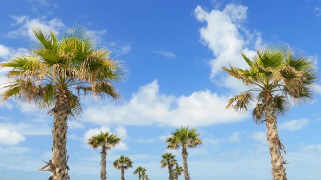 Palm trees at tropical coast and clouds,
timelapse
