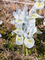 beautiful and unusual dwarf irises