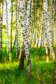 Fototapeta forest birch