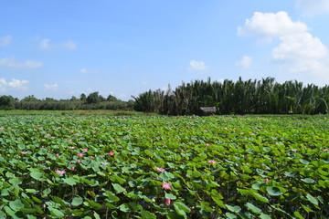 lotus flower field in vietnam