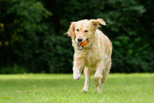 Golden Retriever spielt in einem gro&szlig;en Garten