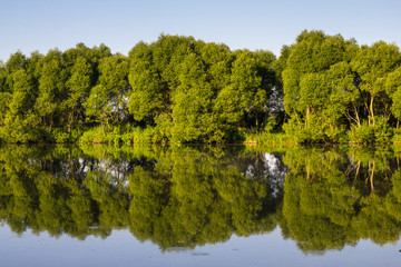 trees reflected in the water of the lake