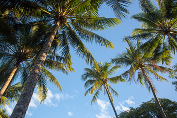 Fototapeta na wymiar Palm Cove Trees