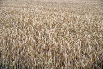 Kornfeld kurz vor der Ernte