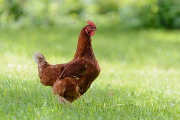 Freilaufendes Huhn in einem großen Garten