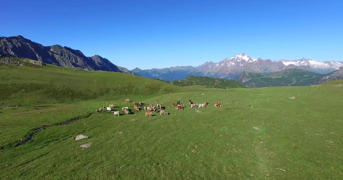 Mucche pascolano in alpeggio
