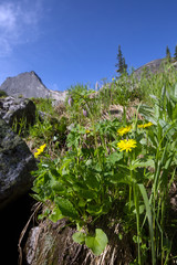 yellow flowers of the Sayan mountains sunny summer day