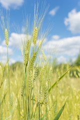 Obraz premium Field of rye and blue sky