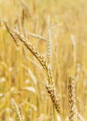 Fototapeta premium Ears of wheat close-up