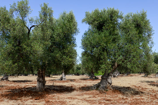 Olive trees in Salento on Puglia