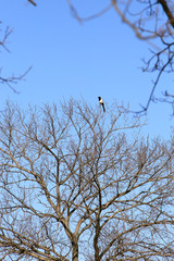 bare tree branches against the sky
