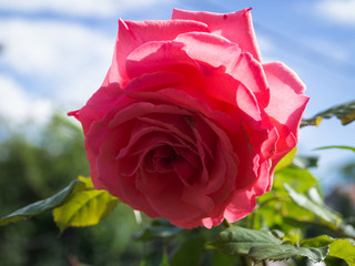 Beautiful red rose