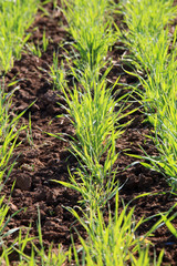 young green shoots in the field