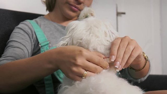 Pets, animals and hygiene. Woman with maltese dog on sofa, applying flea collar to its neck. Closeup shot