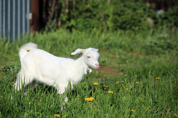 Obraz premium goatling on a meadow