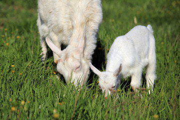Naklejka na ściany i meble Goat with kids on a meadow