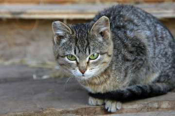 Obraz premium striped kitten