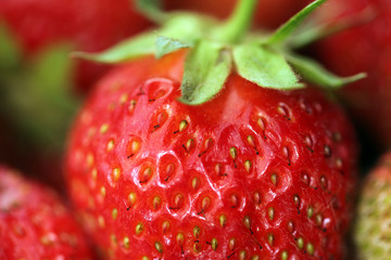 crop of strawberries