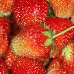 crop of strawberries