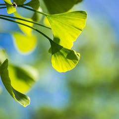 Ginkgo green leaves