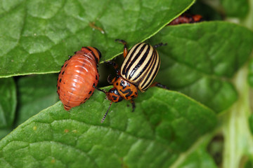 striped pests