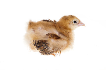 chick