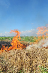 Fire in field