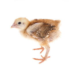 chick