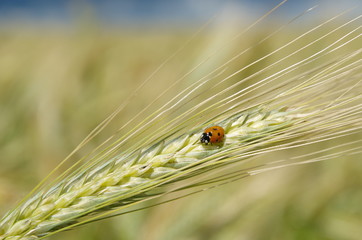 Fototapeta premium Ladybug on the ear of rye