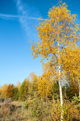 Colorful autumn forest on a background of blue sky