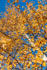 Yellowed leaves of birch on a background blue sky