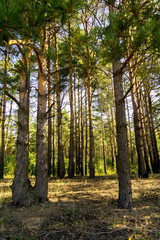 Pine Forest in the Morning