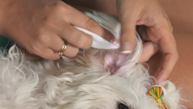 Pets, animals and hygiene. Woman holding small dog and cleaning its ears. The girls sits on sofa with her maltese dog laying on legs. Closeup shot