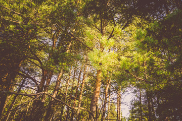 Pine Trees in the Morning Filtered