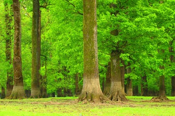 Green forest of old oaks