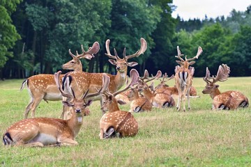 Naklejka premium Fallow - fallow deer. (Dama dama ) Beautiful natural background with animals. Forest and nature with sunset.
