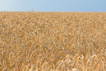 summer golden wheat field