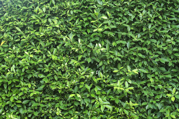 Green leave texture background