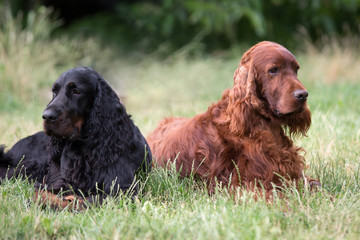 gordon setters, Irish setter, English setter,  family setters