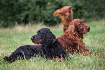 gordon setters, Irish setter, English setter,  family setters