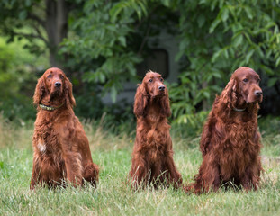 Irish Setter Dog with grass background

