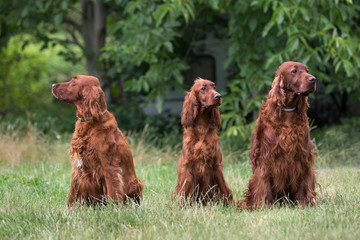 Irish Setter Dog with grass background

