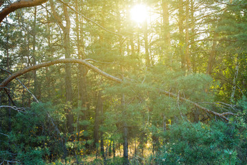Fototapeta na wymiar summer green forest in a rays of sparkle sun