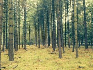 Fototapeta premium Wald