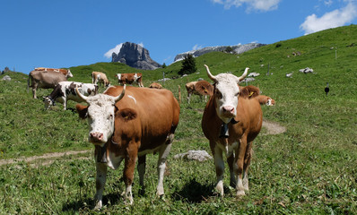 Fototapeta na wymiar Rinderherde auf der Alm