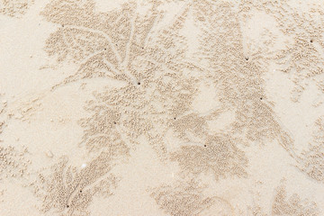 Holes of ghost craps on beach