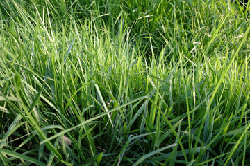 Green grass in the garden